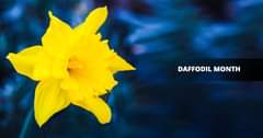 May be an image of flower and text that says "DAFFODIL MONTH"