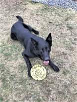 May be an image of dog and ball