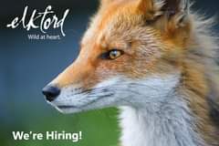 May be an image of text that says "elktord Wild at heart. We're Hiring!"